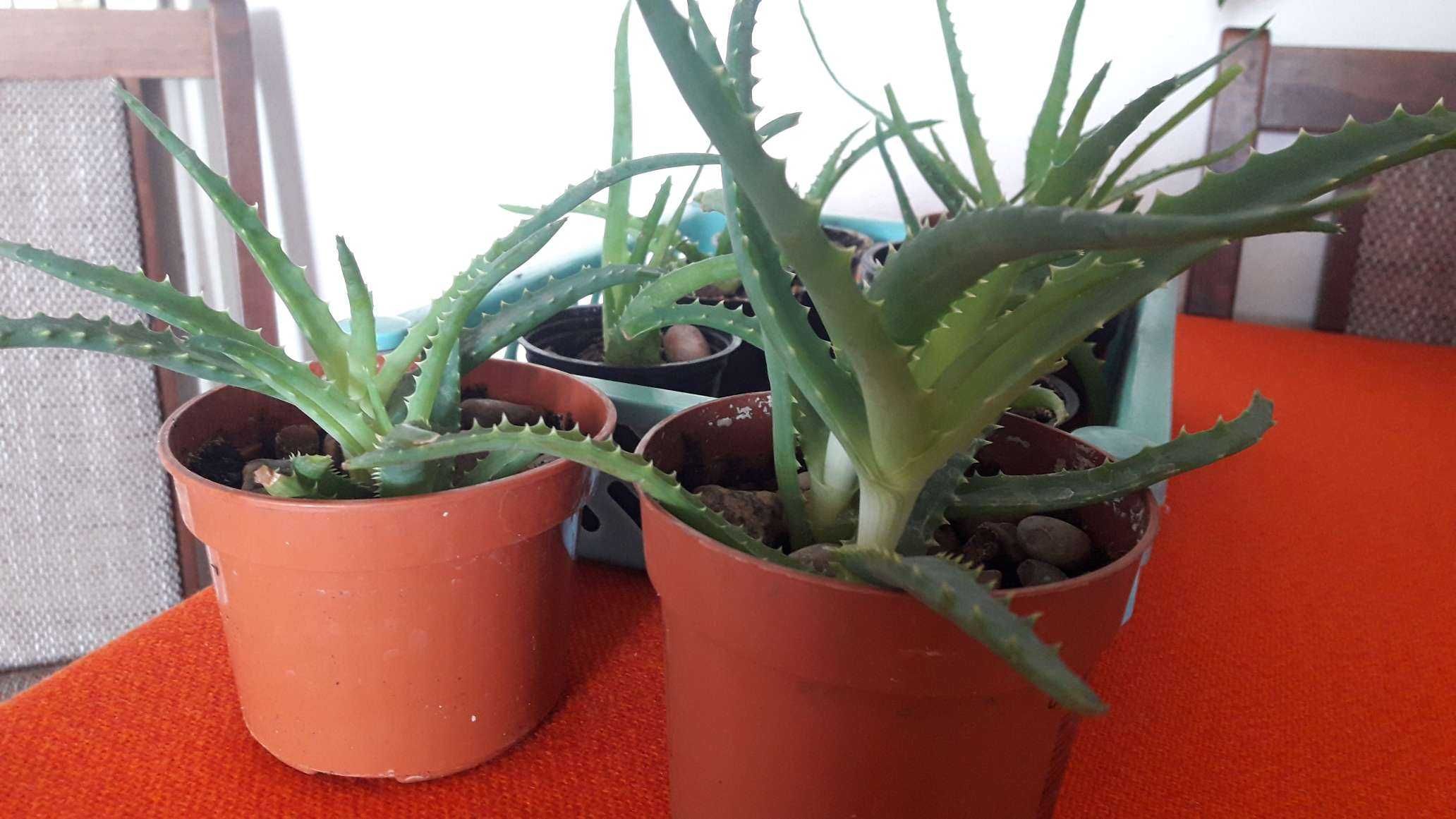 Aloes, roślina lecznicza