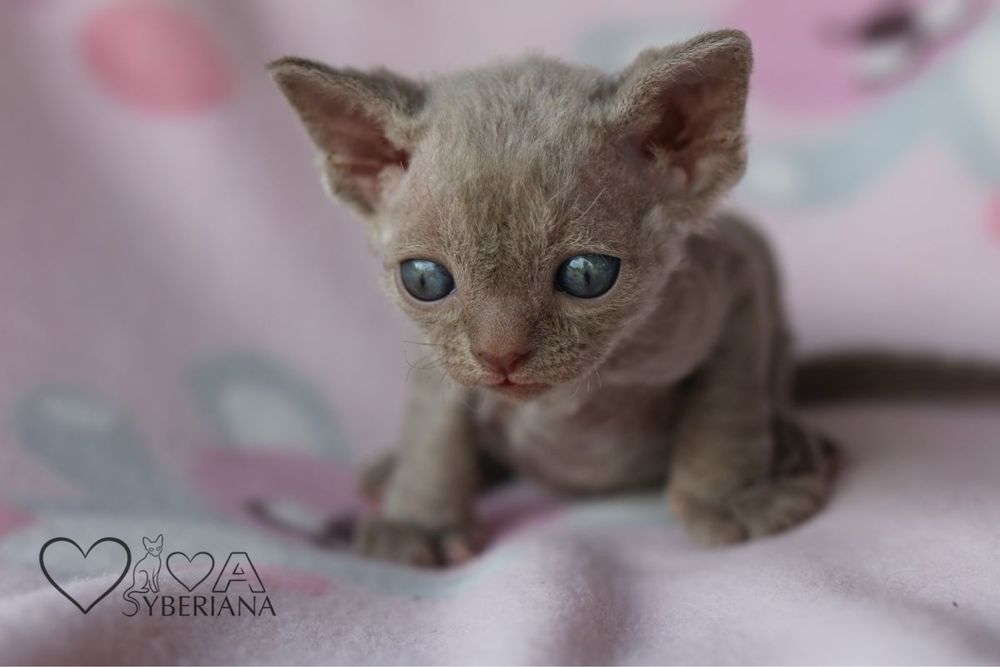 Devon rex Liliowy kocurek