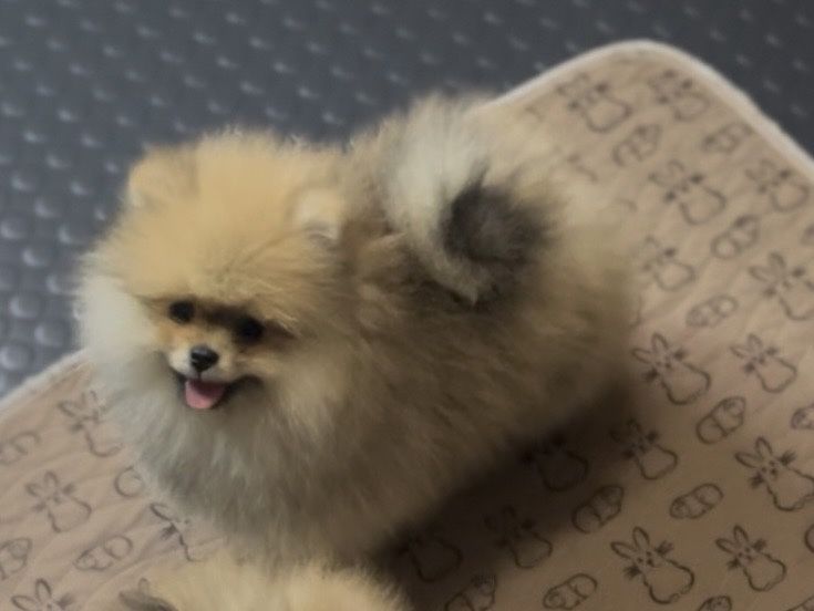 Щенки посеранского шпица