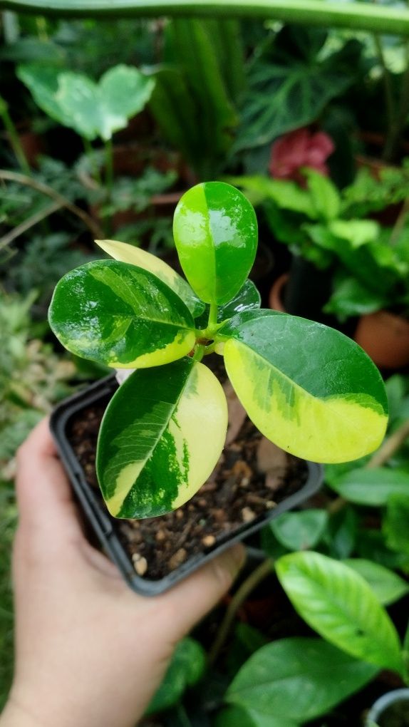 Фікус ficus formosa variegata