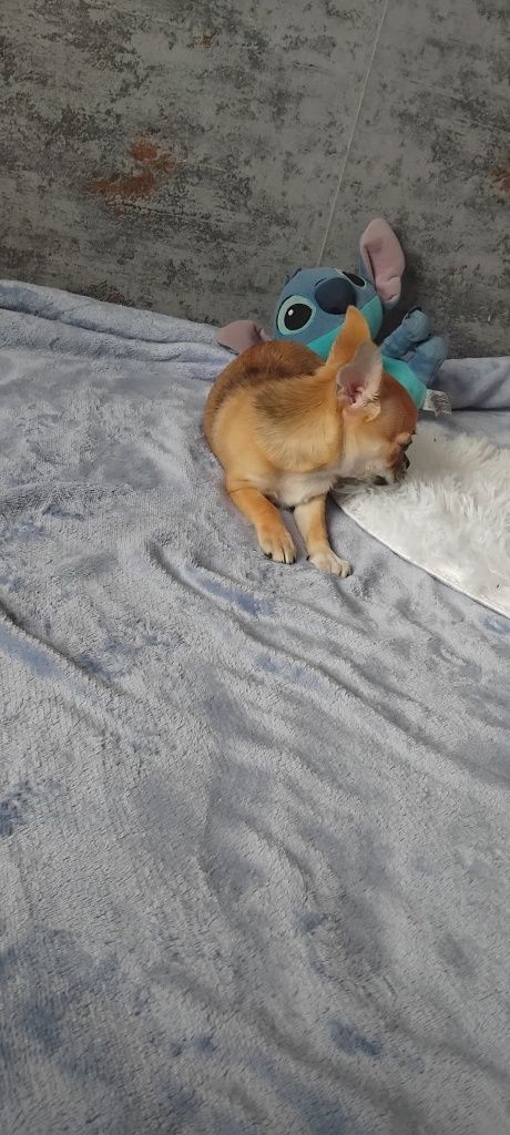 Chihuahua suczka