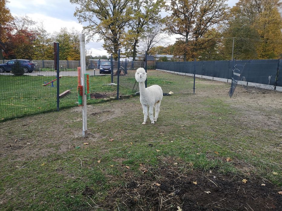 Alpaka Huacaya kotna samica 5 lat