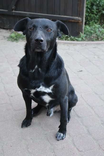 przyjacielski Trevor szuka domu