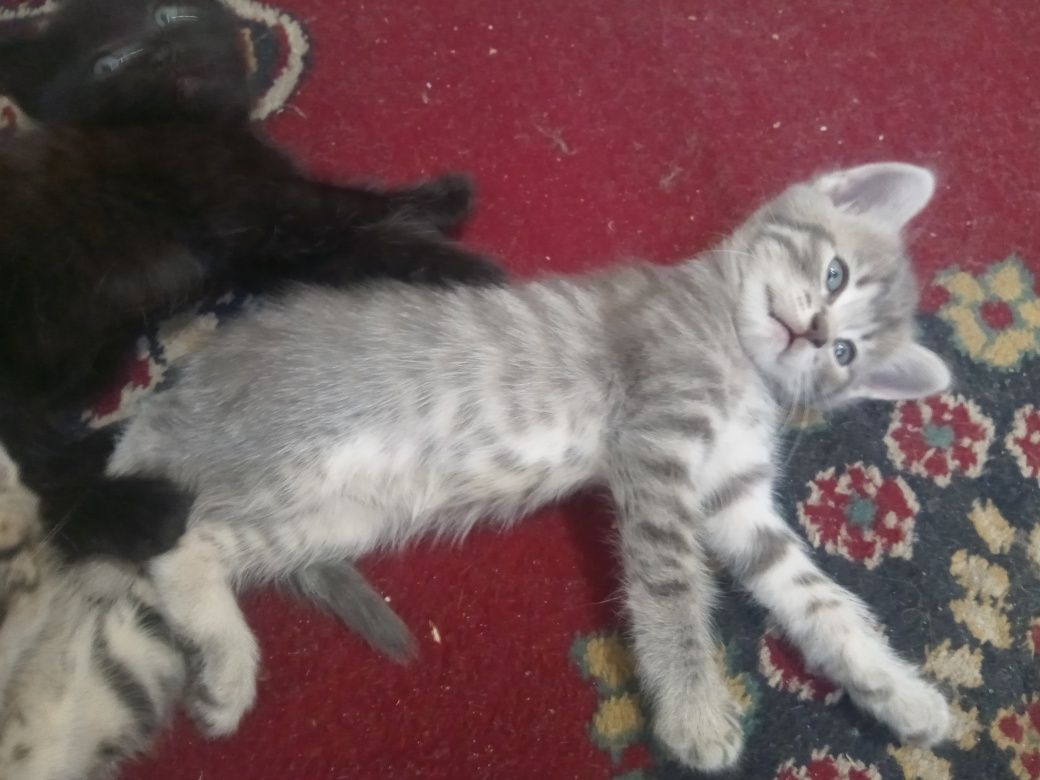 Маленькие котята