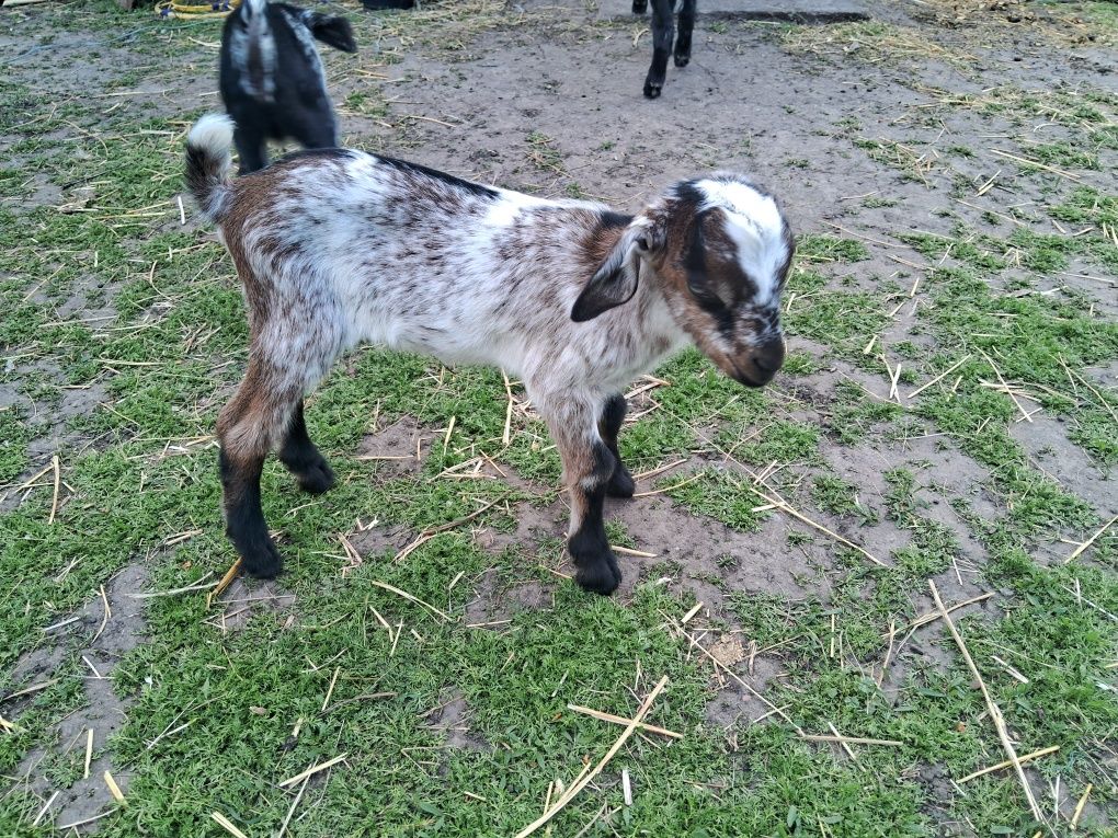 Нубійські козенята