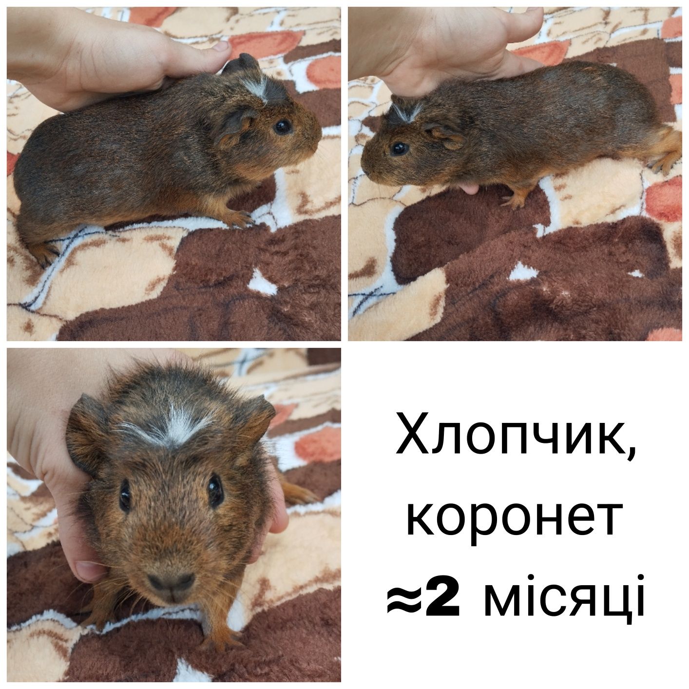 4 шт Хлопчики морські свинки коронет, гладенькі 2 місяці