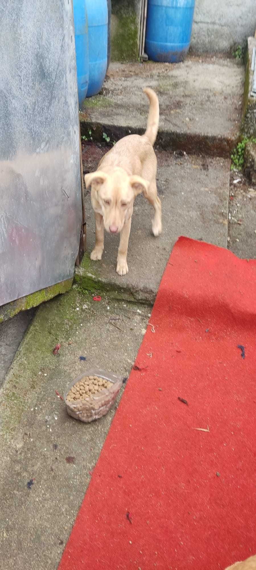 Cachorros abandonados (cinco meses)