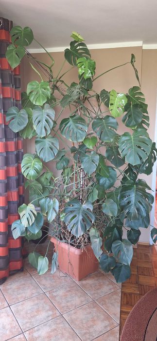 Sprzedam Monstera