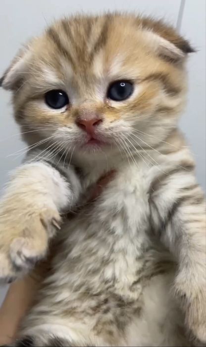 Котята шотоандские вислоухие, скотиш фолд, скотиш страйт,с вакцинами