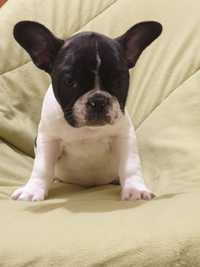 Bulldog francês macho bebé