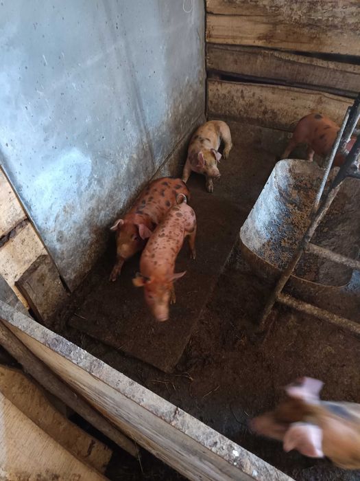 Поросята породи Кантор