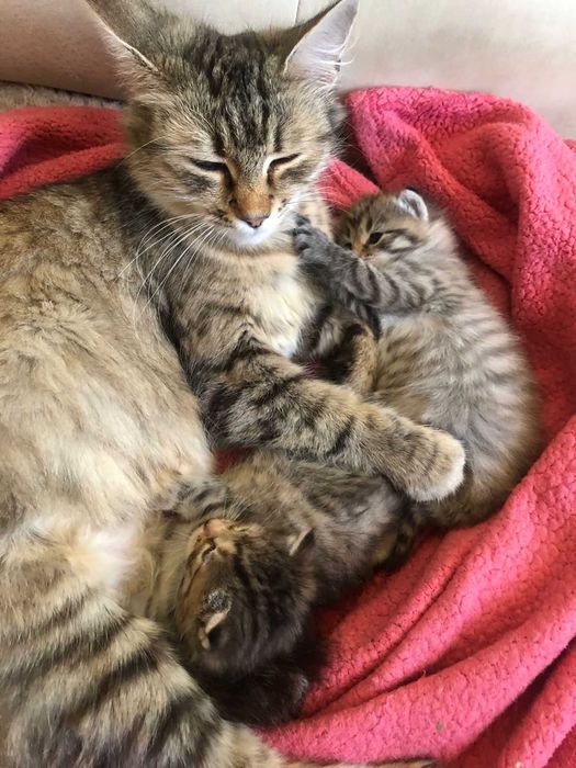 Котики мейн кун Бескоштовно Узин мейкун
