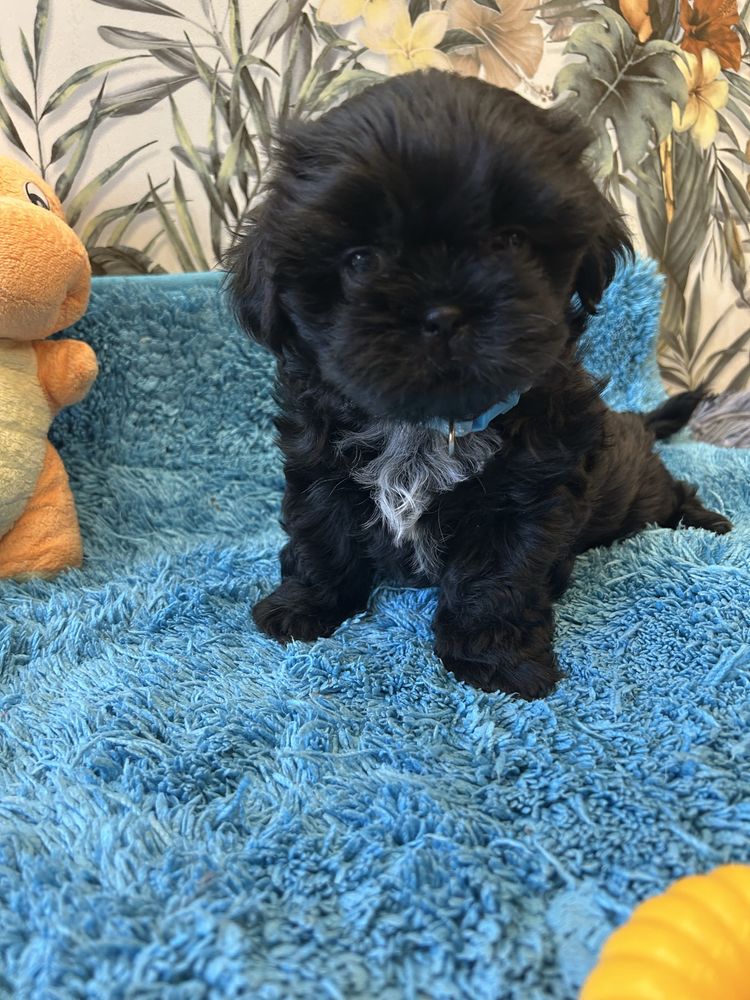 Szczeniak Shihtzu