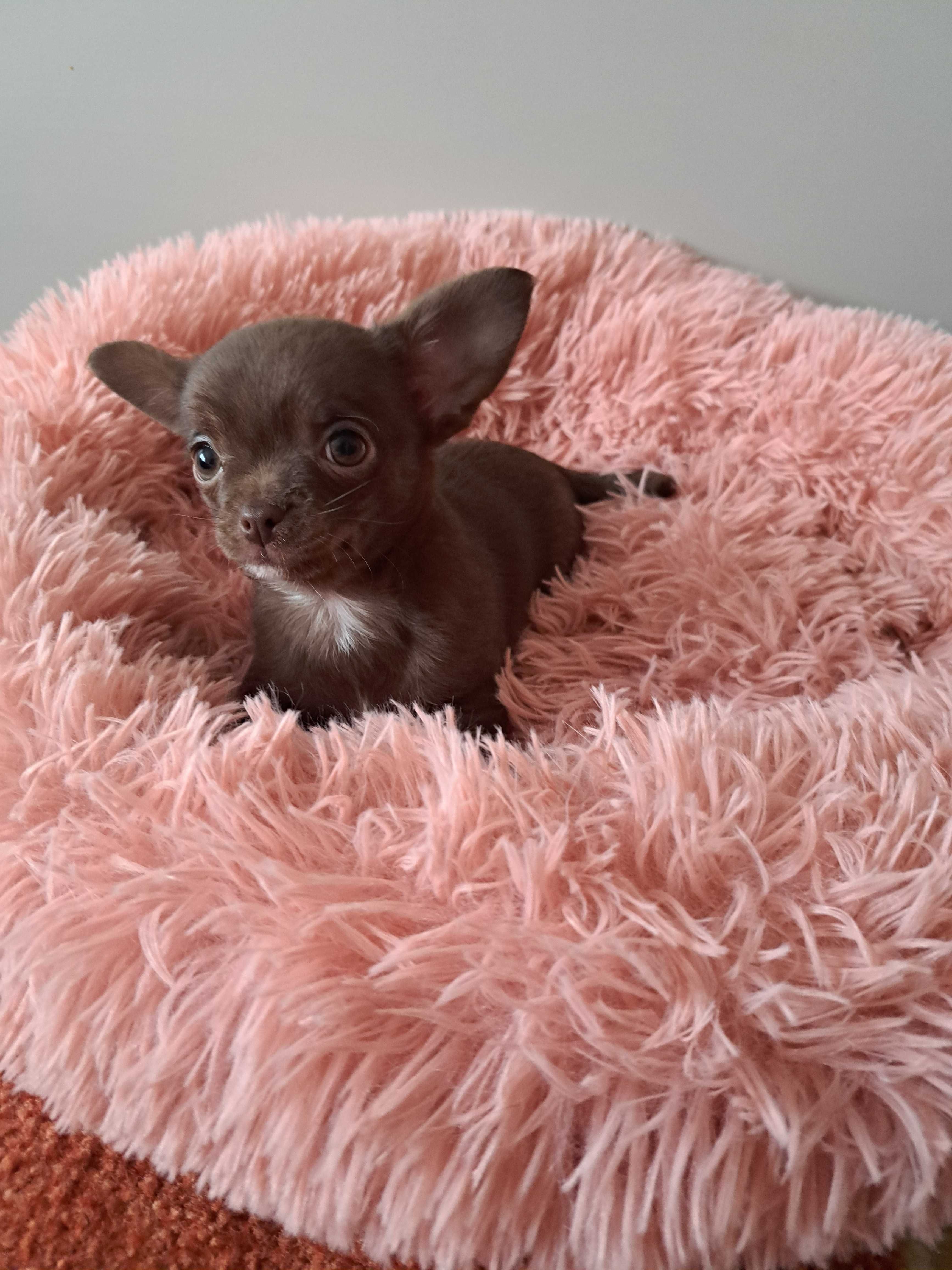 Chihuahua czekoladowa suczka