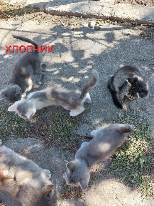 _Віддам_котиків_