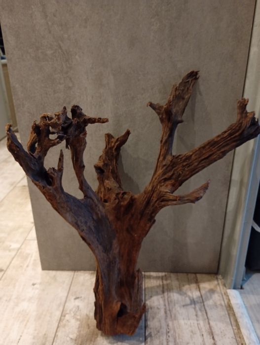 Korzeń mangrowca do akwarium/terrarium xxl