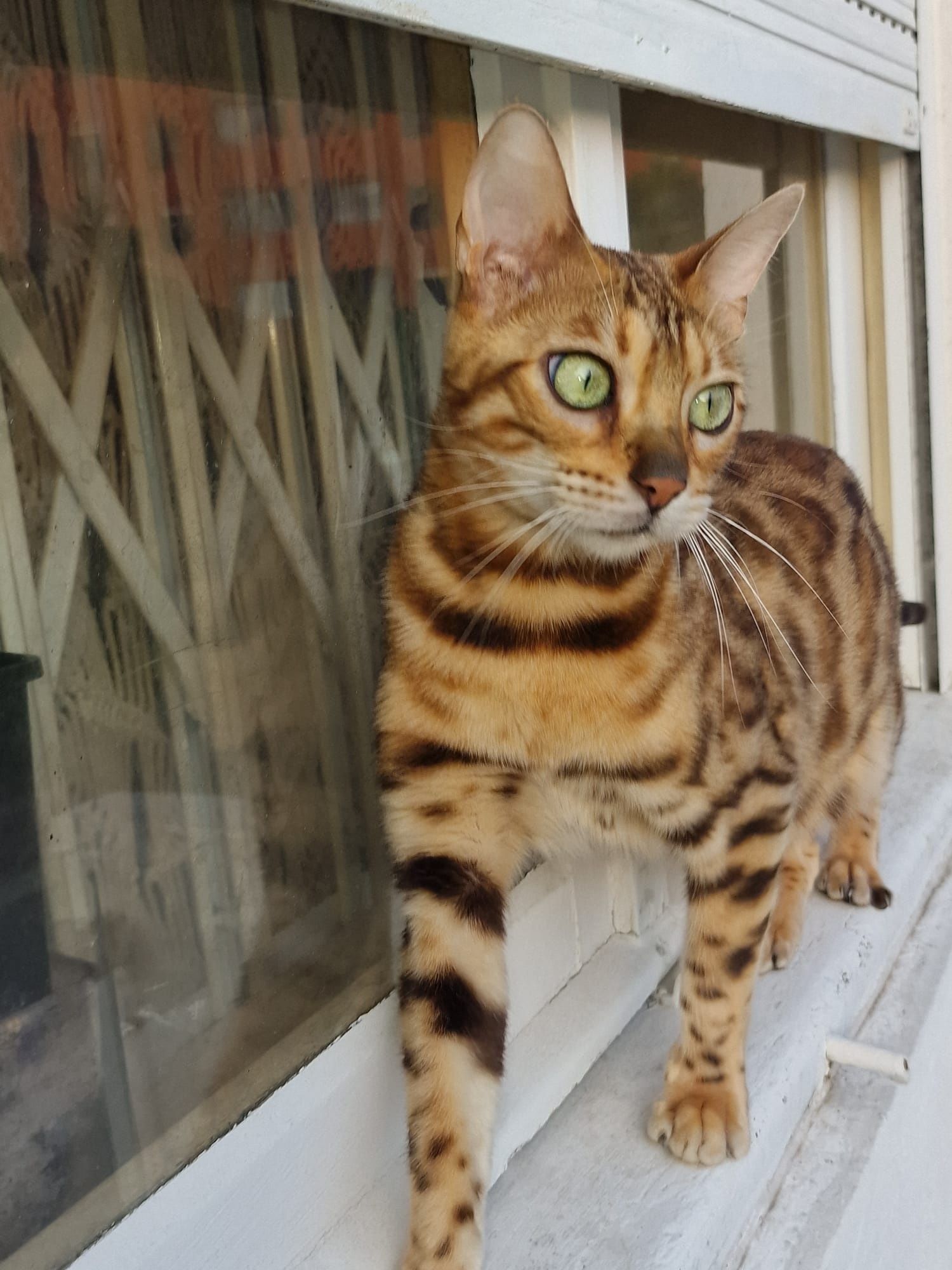 Gato bengal de excelência