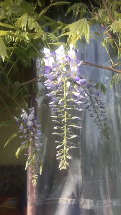 Гліцинія фіолетова, рослина