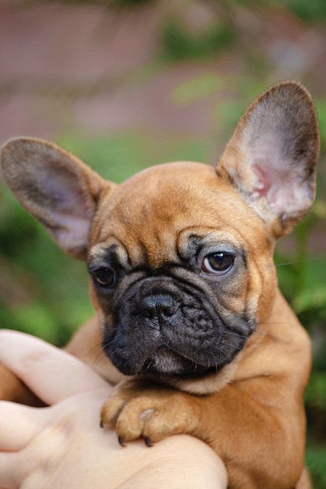 Дівчинка французького бульдога, документи КСУ