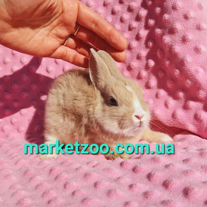Мини міні netherlandНідерландський,нидерландский карликовые кролики