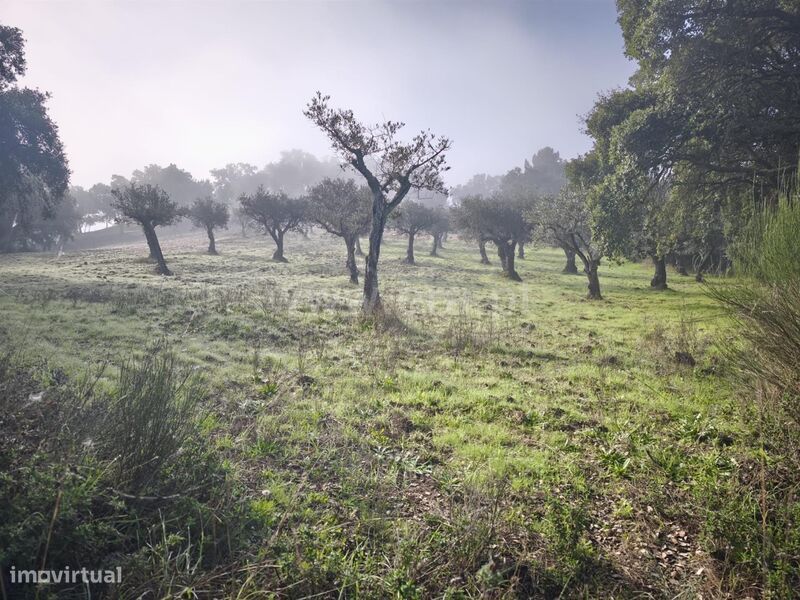 Terreno / Fundão, Telhado