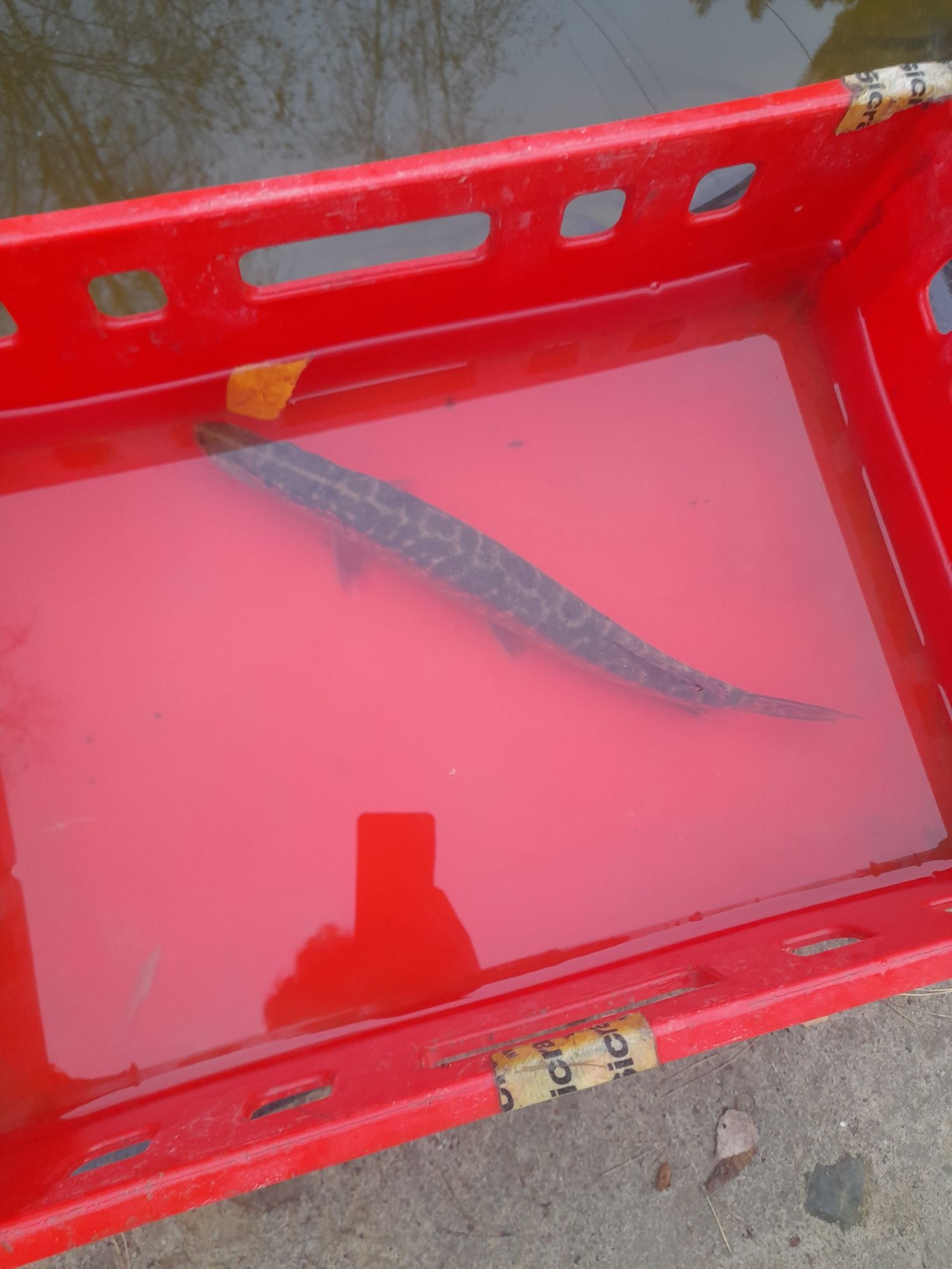 Narybek kroczek Jesiotr,Okoń,Karp koi ,Szczupak,Karp,Sum,Lin,Karaś koi
