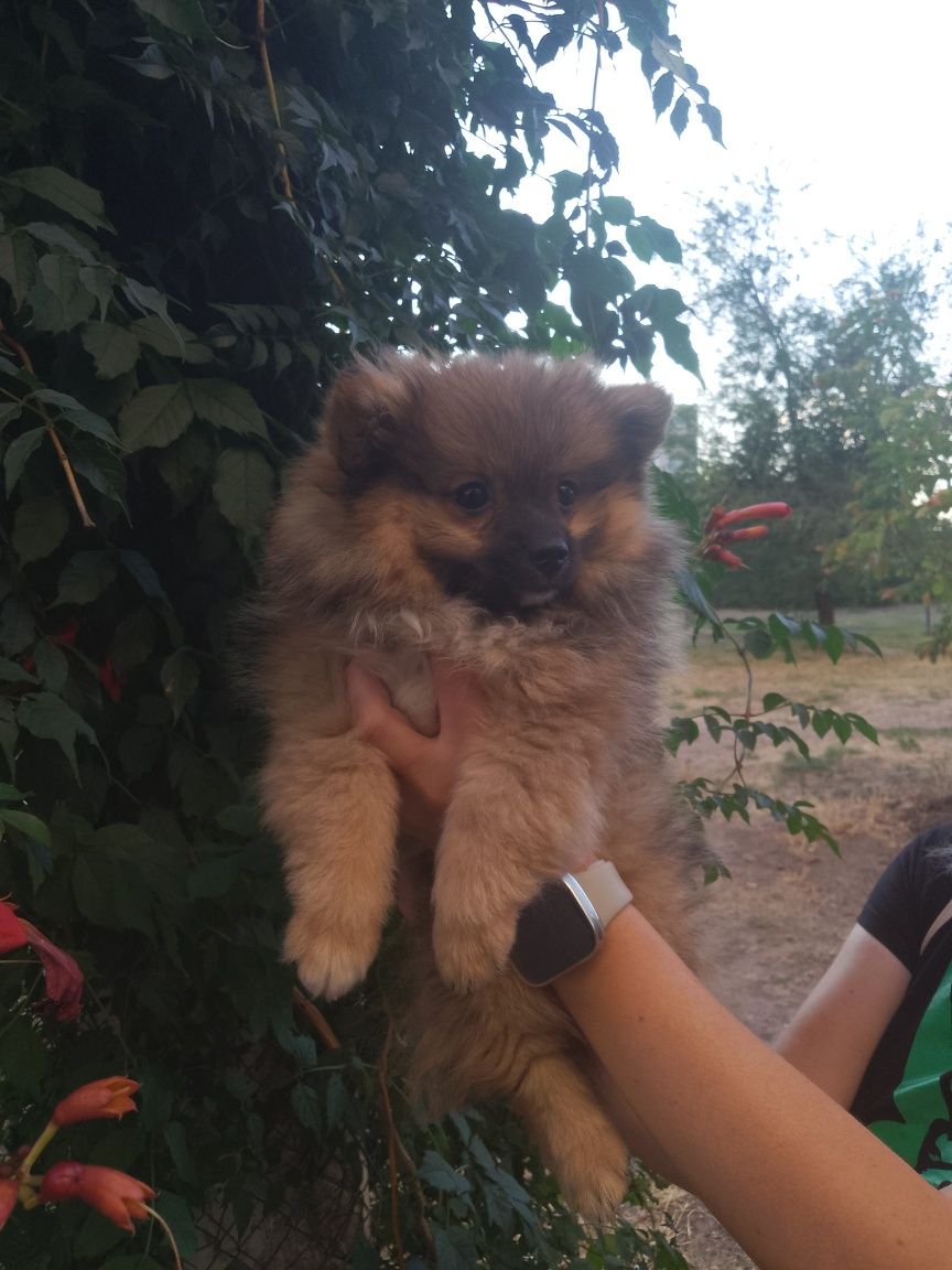 Продам померанского шпица мини
