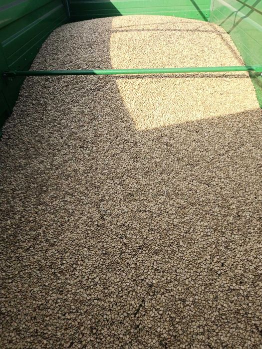 Sprzedam bób bizon, Figaro, Bachus