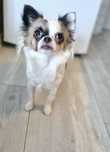Suczka chihuahua