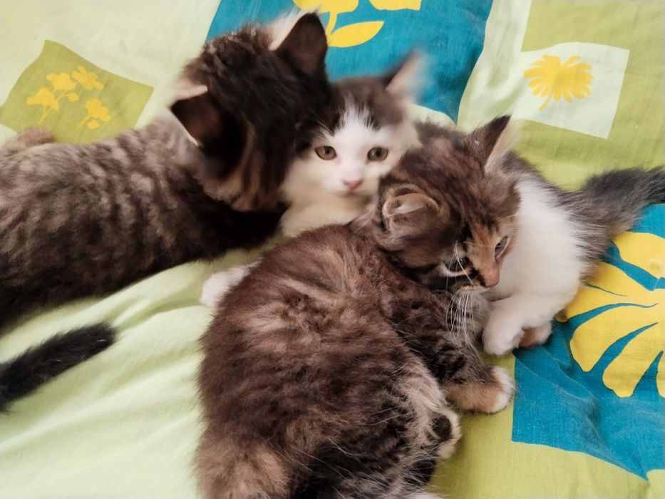 Пухнасті кошенята