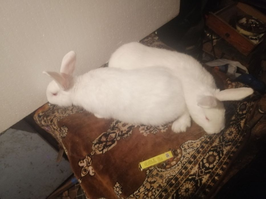 Кролики породы Белый Панон