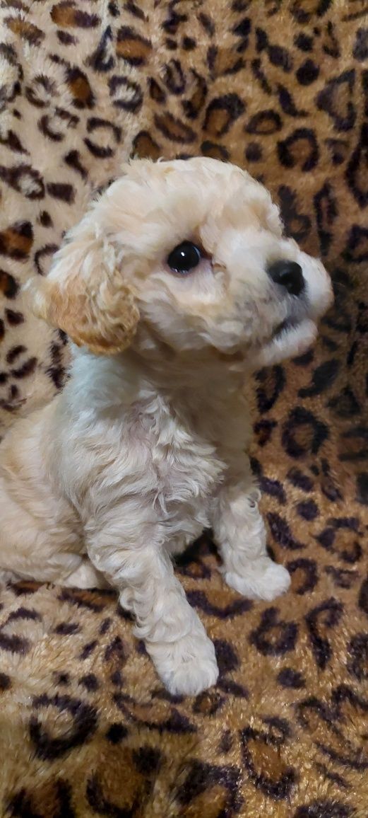 Bichpoo suczka , bichon fris I pudel toy.