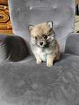 Pomeranian boo aktualne
