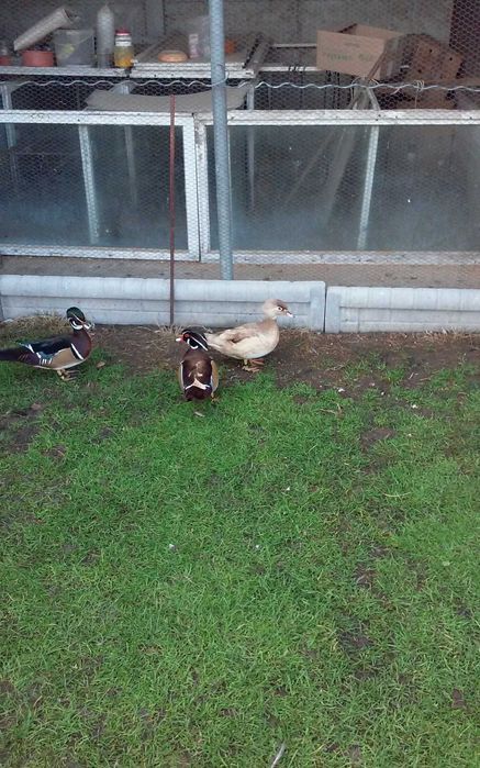 Kaczki karolinki beżowe