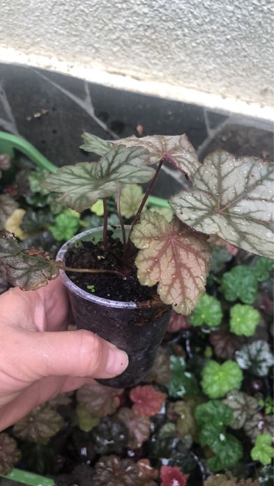 Гейхера- саджанці різних сортів/ відкрита і закрита коренева