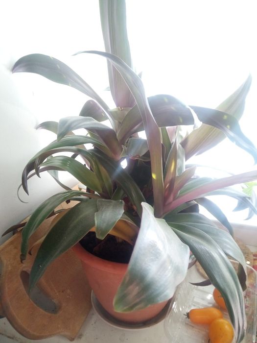 Продам квіти, витримують тиждень без поливу,холод і тд