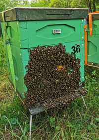 Rodziny pszczele, pszczoły, przezimowane.
