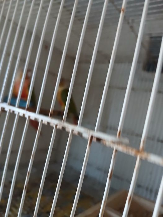 Vende-se 2 casais de pyrruas e várias gaiolas