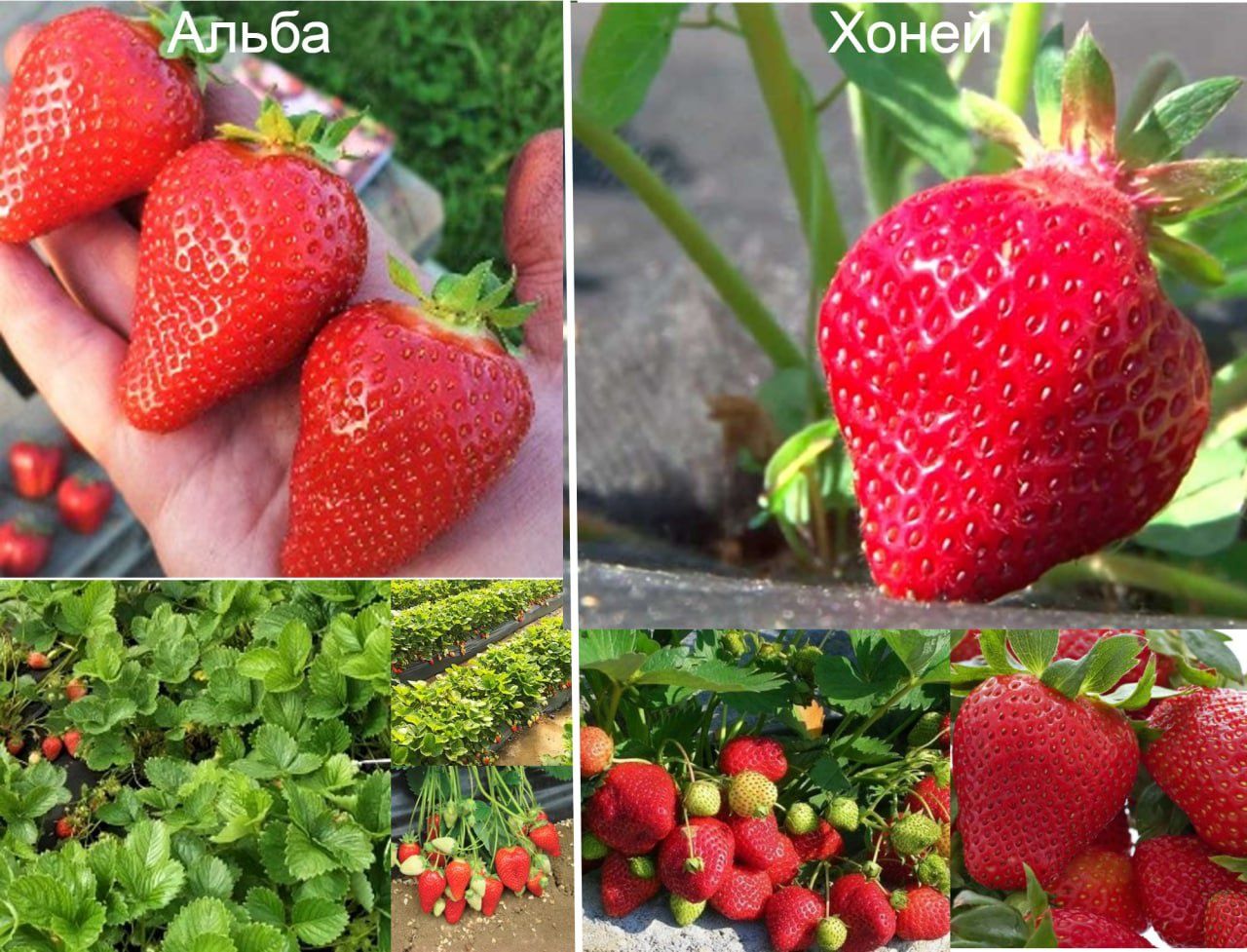 Полуниця Альба ранній сорт ("Strawberry Alba")
який був виведений в Іт