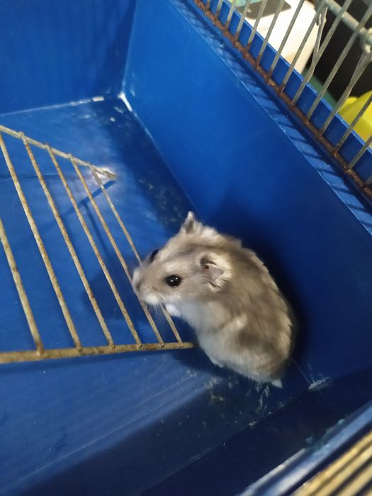 Джунгарский хомяк