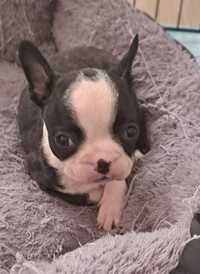 Piesek Boston Terrier