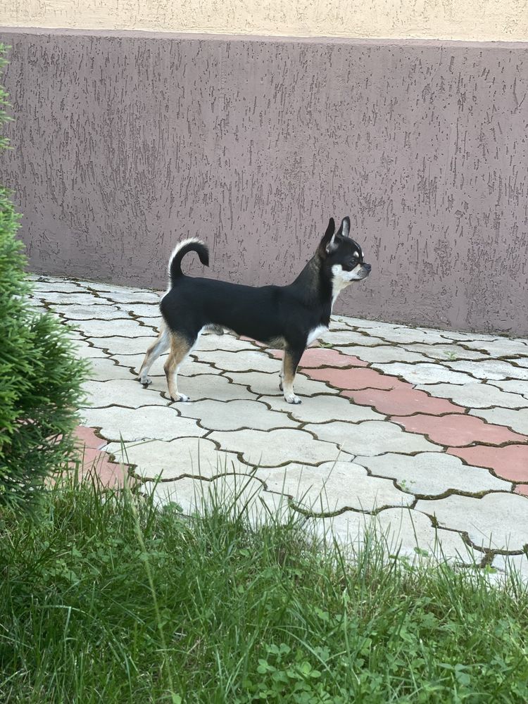 Чихуахуа, вязка чихуахуа