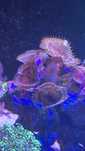 Zoanthus grandis stripped 2 polipy