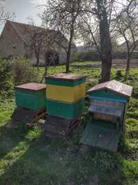 Rodziny pszczele, pszczoły z ulami