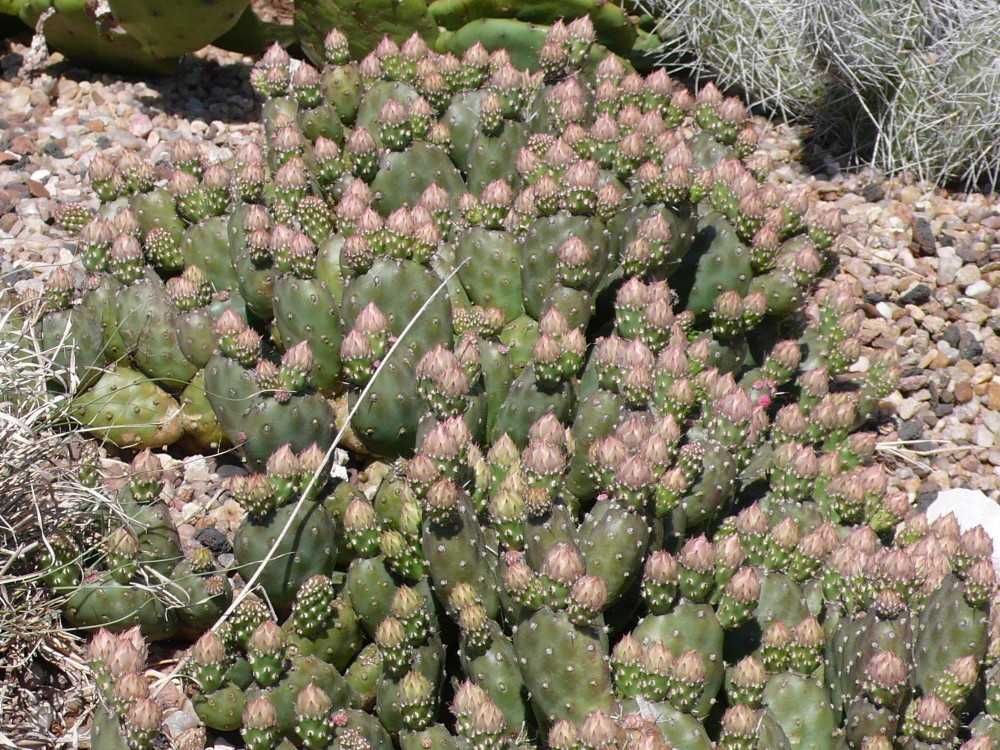 Kaktusy mrozoodporne opuncje kolekcja