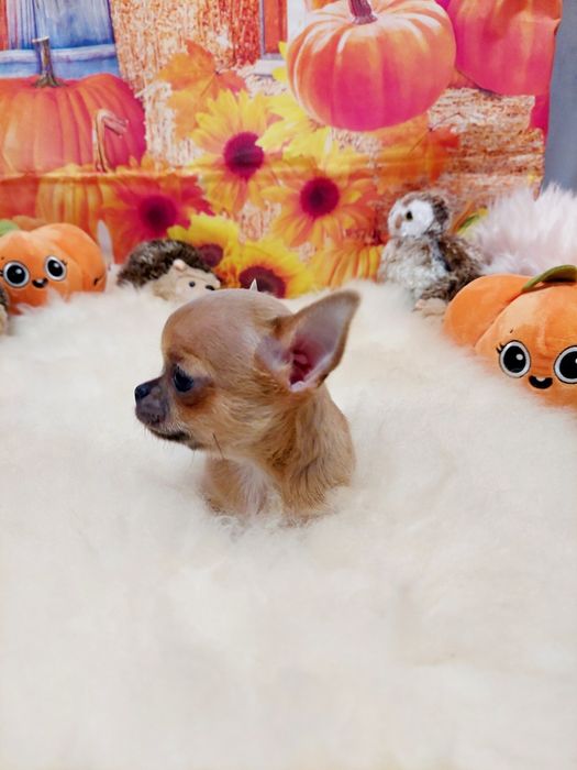 Chihuahua piękna płowa sunia