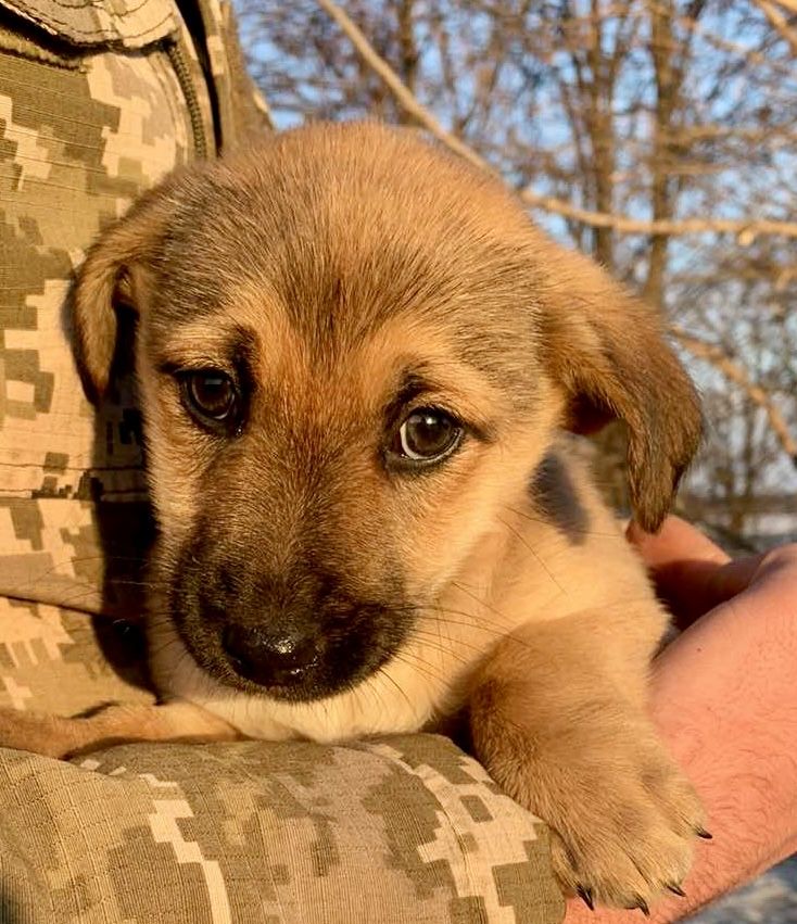 Щенята від невеличкої мами