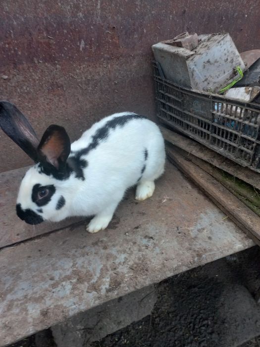 Молоді самки, породи строкач