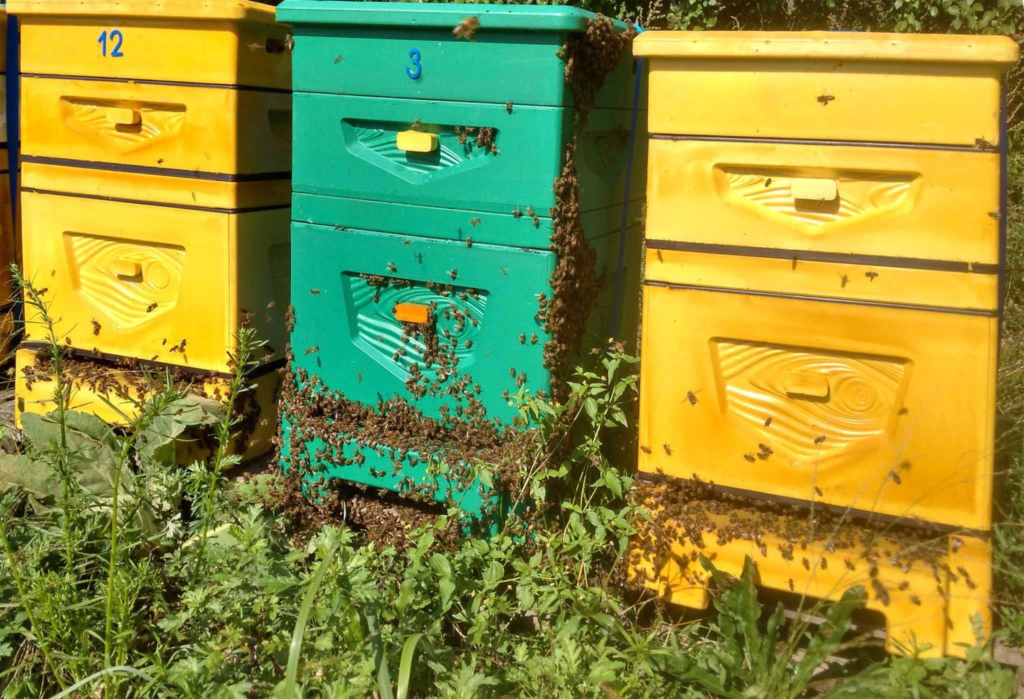Rójki pszczele. Usuwanie rojów pszczół