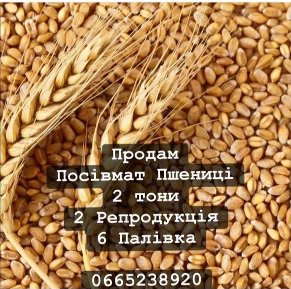 Продам посівний матеріал